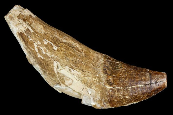 Primitive Whale (Basilosaur) Tooth - Dakhla, Morocco #106326
